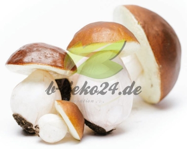4 Pilze, verschiedene Größen (AF-0409)