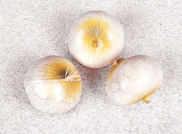 3 Zwiebeln weiß (AF-0392)