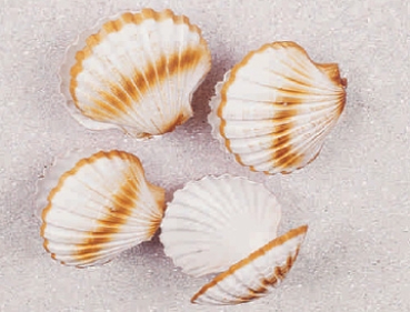 4 Doppelmuscheln, klein (AF-0561)