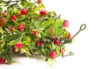Girlande mit geschlossenen roten Rosen (AF-0812/21681)
