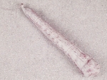 Felinosalami (AF-0537)